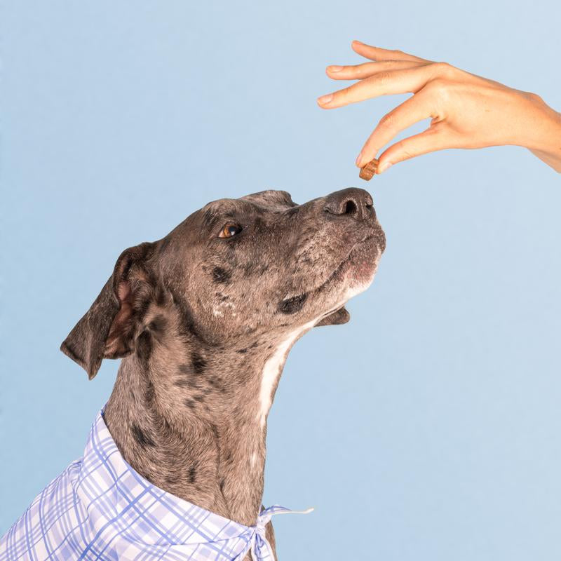 Dog Is Human Daily Multivitamin for Dogs (Beef Flavor) Vet-Formulated, Made in Vermont